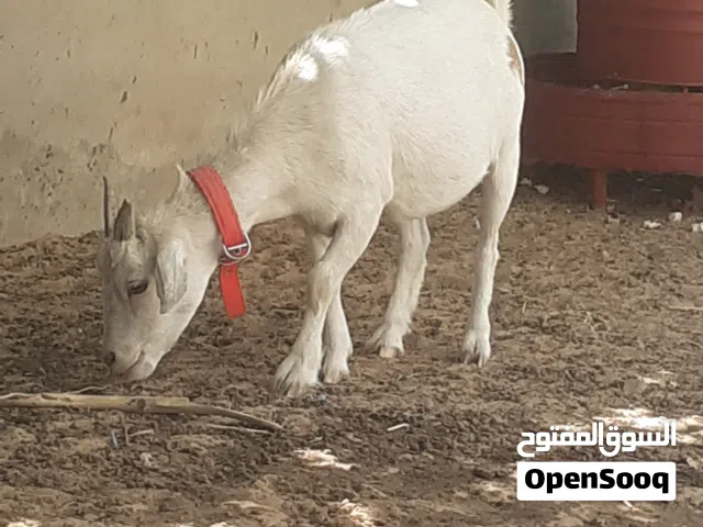 ثلاثة معزات كرديات زوز عشار ووحدة والدة جدي طريق المطار شارع ولي العهد