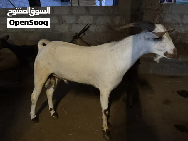 تيس صلالي محلي عمر سنه