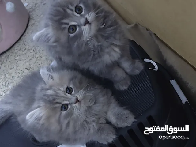 قطط للبيع برتش شعر طويل British long hair وبنكاليbangal