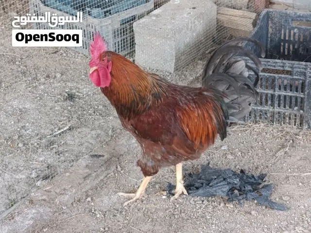 متاح ديك عربي.اقره الوصف