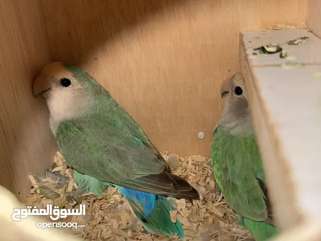 لوف بيرد زوج plo / gren