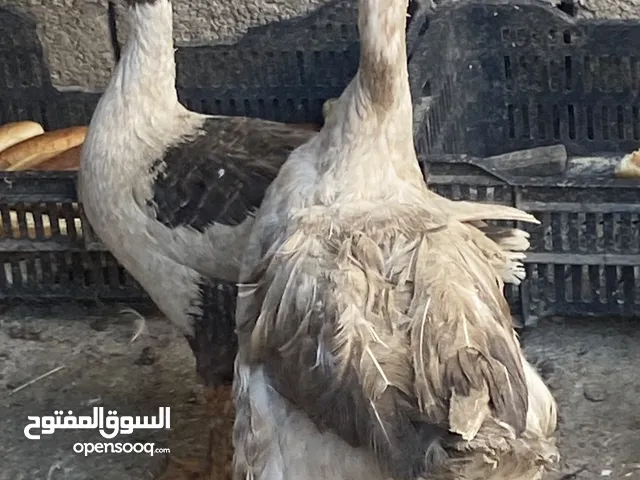 وزات كيرلي الله يبارك حجم غليظ اثنين ذكر اثنين إينات