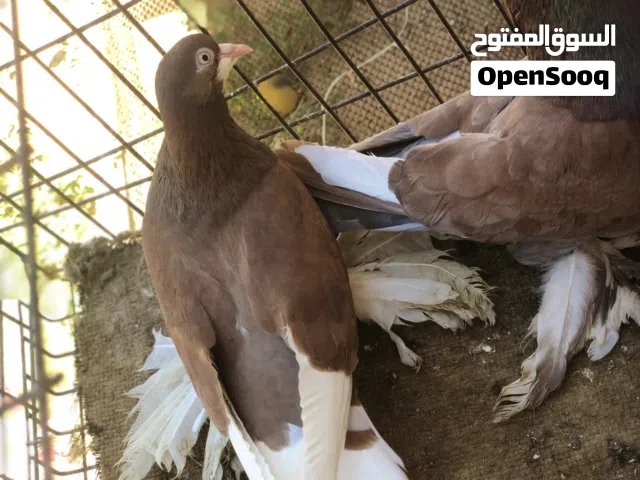 السلام عليكم ورحمة الله وبركاته متوفر زوز كوبيات قلاب شعبي وحدا تحتها فروخ وتاني تحتها دحي