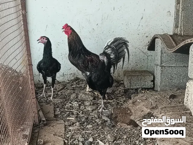 دجاج بكستاني و فرنسي هجين للبيع