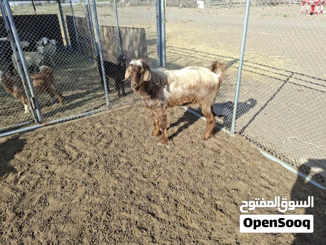 تيس للبيع بصحة ممتازة