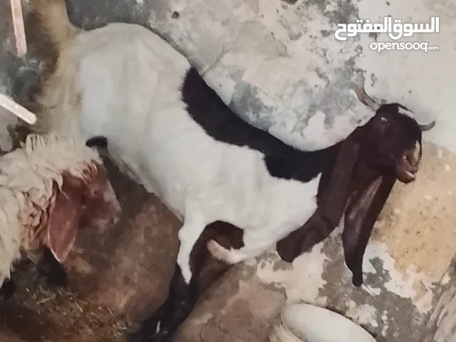 صخله افقانيه عملاقه مالت جناي حامل للبيع