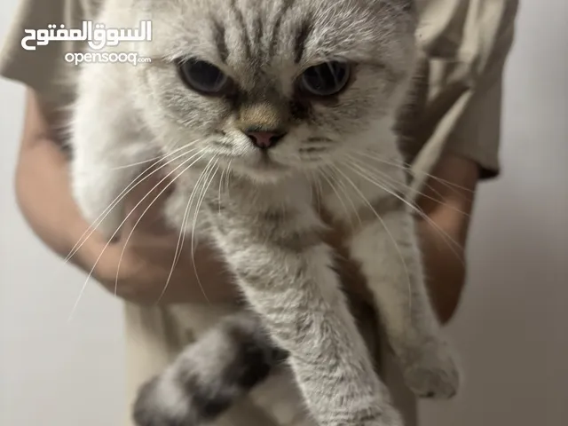 قطه مكس سكوتش فولد و شيرازي