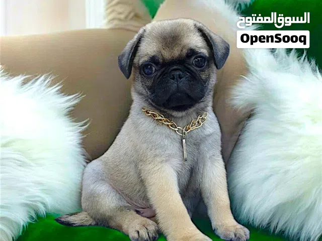 ولد pug اخر شقاوه حجم صغير مبيكبرش عندو 45 يوم