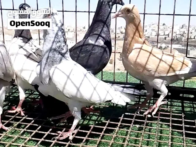 فراخ الصلاه على النبي جهزات للكرش للبيع  أفلح من صلا على النبي سعر طري في ثلاث حبات ضرب