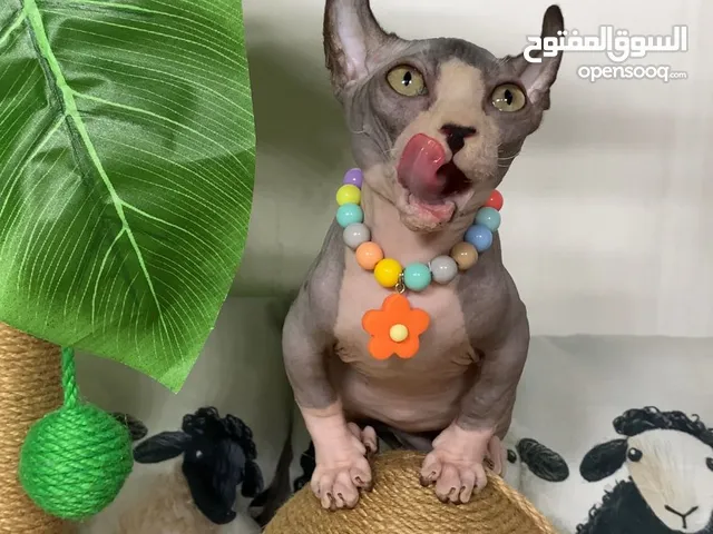 Sphynx Bambino boy