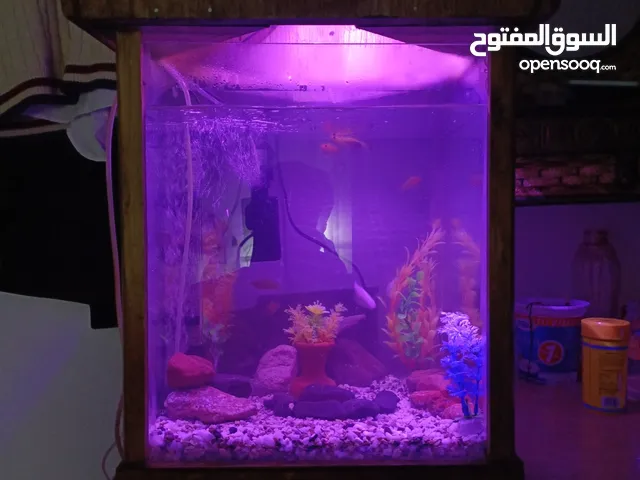 حوض سمك 40×40×40 مع كوخ خشبي من نوع خشب سويد مدهون سولر ضد العفن بقعد العمر كله بدون عفن