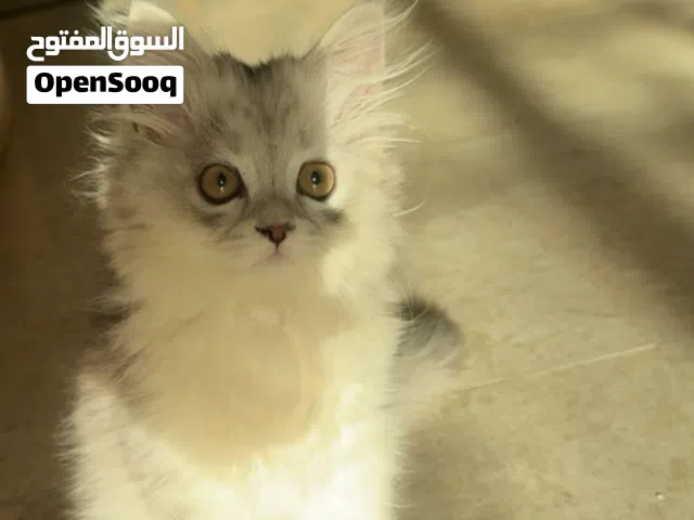 قطه شيرازيه للبيع