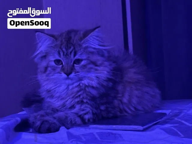سنورة صغيرة مع امها وأبيها للبيع بسبب السفر مع عدد 2 ليتربوكس