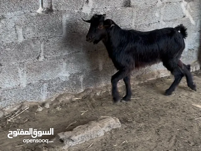 تيس اسود كامل