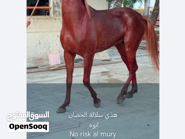 للبيع فحل عربي أصيل بعمر 3 سنوات من سلالة الموري العالمية.