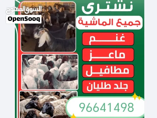 نشتري غنم وماعز مراح والعدد مفتوح