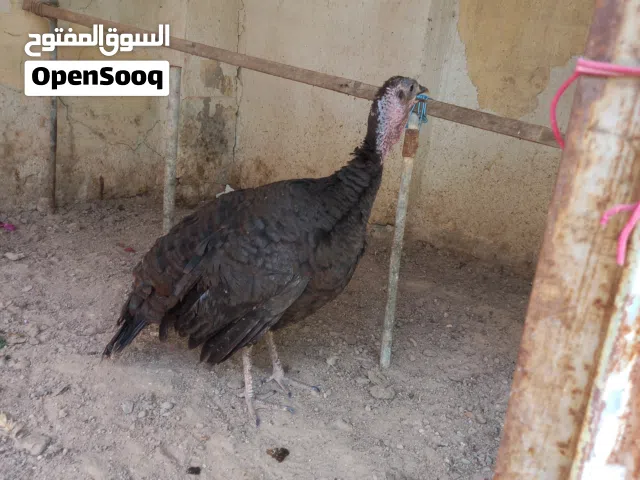أنثى فسيفس للبيع ب30 خشنه او امراوس بدجاج