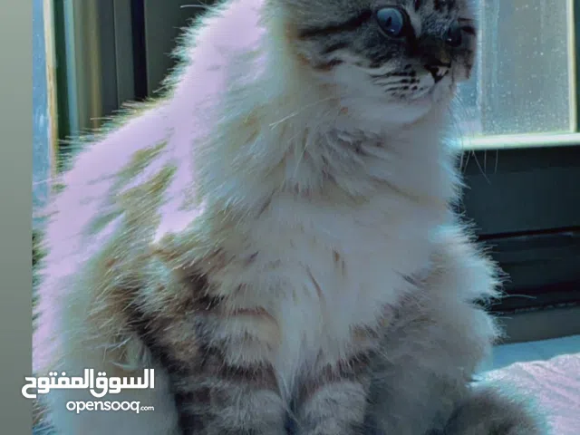 أنثى طالبة تزاوج