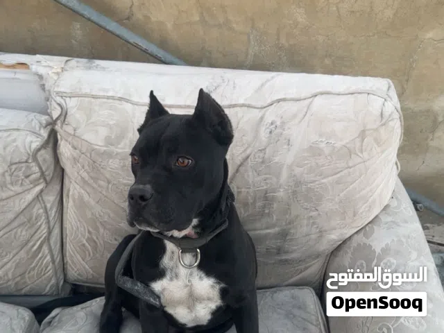 بيتبول دم حامي عمر 8 اشهر