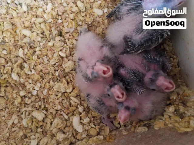 فراخ كوكتيل زق يدوي للبيع
