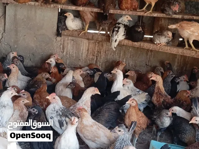 الببع دجاج عماني