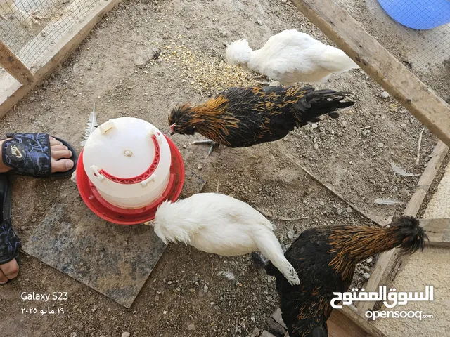 دجاج سلطاني