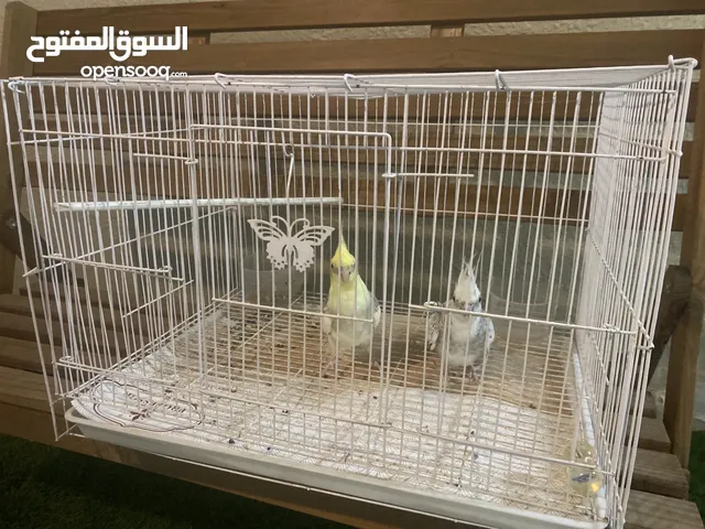 حبتين عصفور كوكتيل الوصف تحت مهممم