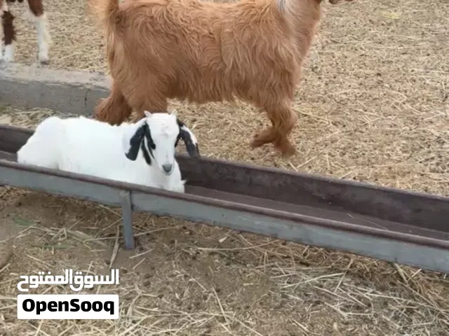 تيس من حلال بني سعيد الفاخر سمين فل فل تبارك الرحمن