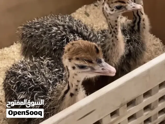 فرخ النعام الافريقي بسعر 800 درهم للواحدة