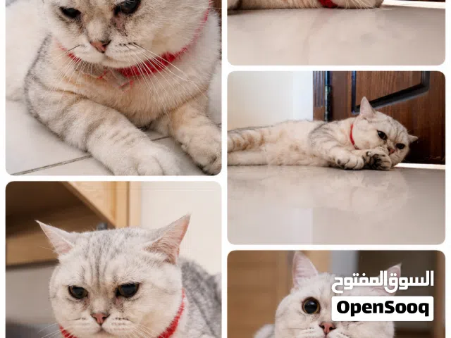 Cute Scottish Cat ! Vaccinated and free Cage! Passport Also. Male Cat white cute