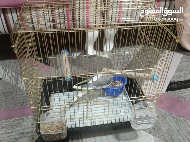 ببغاء كوكتيل .كروان للبيع صحته شرط اليف يقبل المسح على الراس طفره
