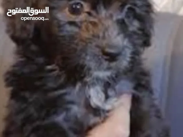 بومرينيان ا
