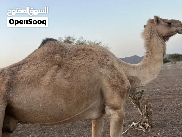 ناقه للبيع