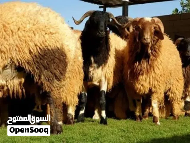 د.بح أضاحي العيد