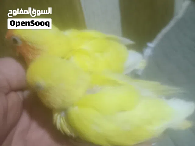 افراح غنادير  زق