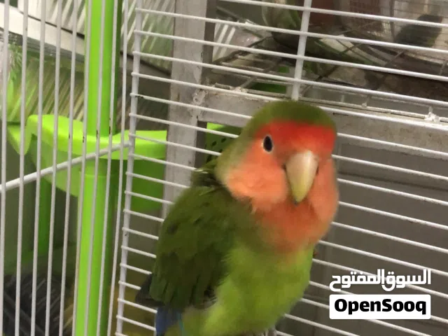 بغبغاء روز متدرب وا اليف السعر 45