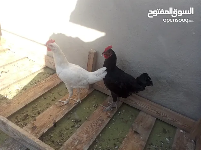 ثلاث ديوك بلدية