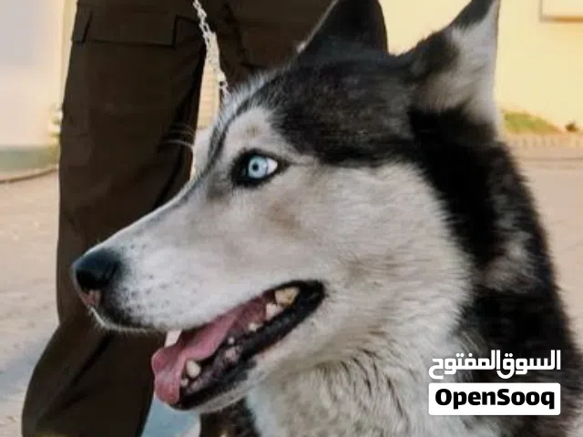 كلب هاسكي Husky