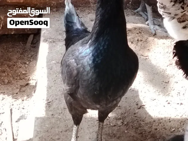 دجاج بحريني مخلوط