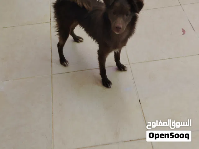 كلب للبيع في العقبه