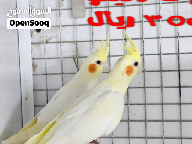 ازواج كوكتيل  منتجة للبيع، السعر  والتفاصيل في الوصف