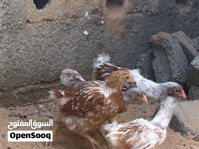السلام عليكم ورحمة الله موجود زوز عتوقات وزوز فراريج ون دوت بركاني ربي يبارك للبيع مع بعض العمر