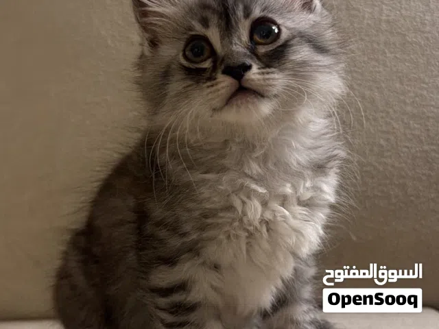 قطط شيرازي