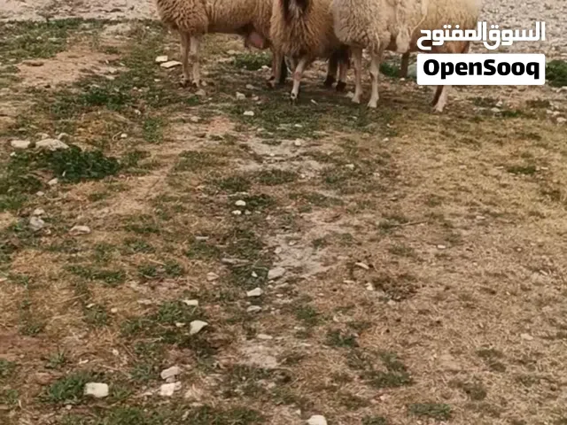 لمحبين العواس والغنم المتعوب عليها قرقورتين عواس وعساف