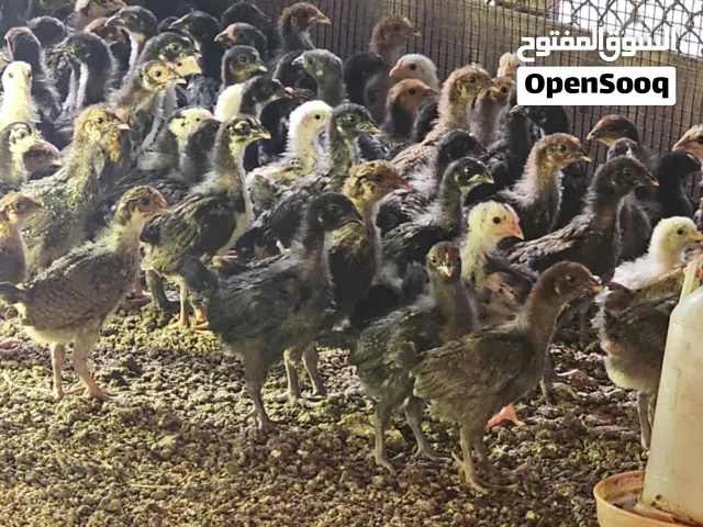 للبيع صيصان تهجين فرنسي تهجين فيومي تهجين الاندونيسي مكس مستورد من مزارع الإمارات عمر صيصان قريب شهر