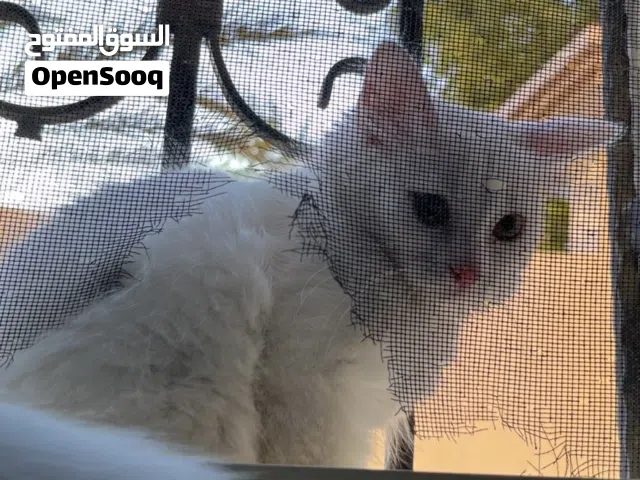 للتبني سكوتش مكس شيرازي (أنثى)