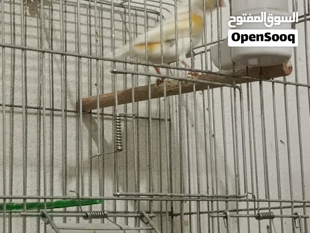 أنثى كناري طايبة