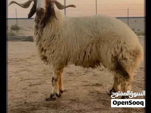 قصاب تحت الطلب