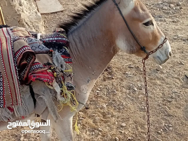 حمار للبيع