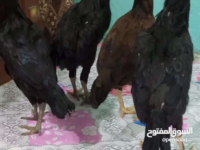 دجاج هندي للبيع صاحي مال بيت سعر الزوج ب35